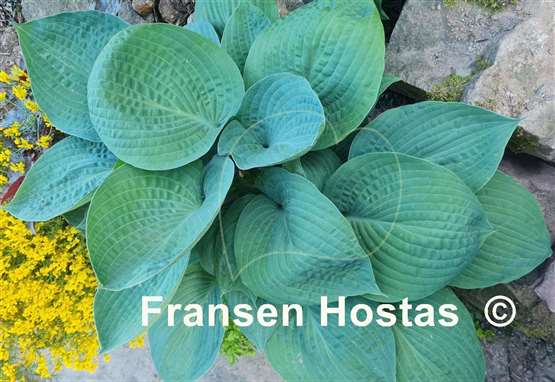 Hosta Paradise Ocean